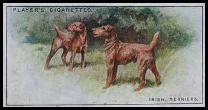 44 Irish Terrier